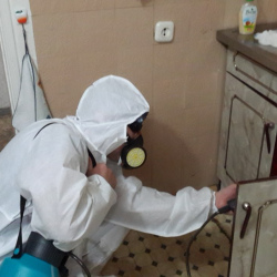 Дезинфекция от муравьев в квартире в ВАО Москвы